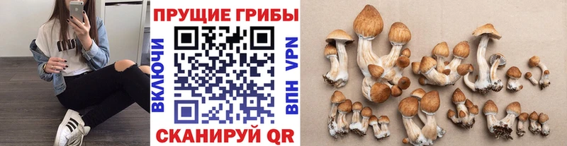 Галлюциногенные грибы Cubensis  мега ссылки  Курчалой 