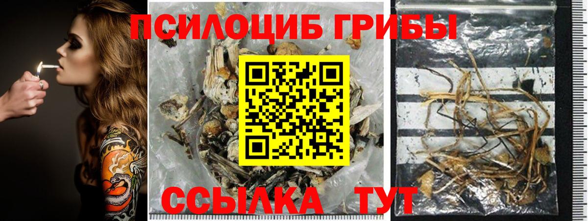 Псилоцибиновые грибы Magic Shrooms  Псилоцибиновые грибы Cubensis  что такое   Курчалой  Вход с VPN 